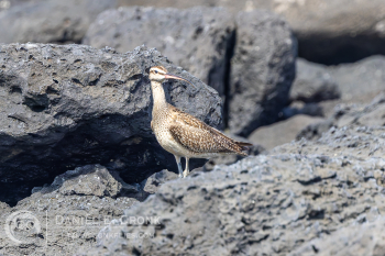 Hudsonian Whimbrel
